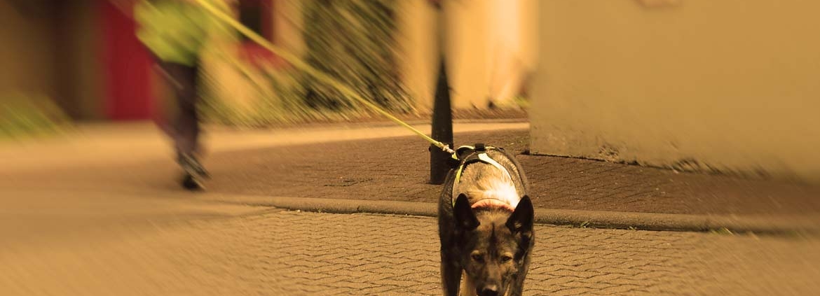 Suchhund im Mantrailing-Geschirr läuft frontal auf die Kamera zu