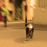 Suchhund im Mantrailing-Geschirr läuft frontal auf die Kamera zu