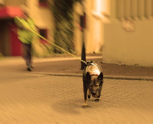 Suchhund im Mantrailing-Geschirr läuft frontal auf die Kamera zu