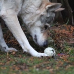 Weißer Wolfhund zeigt bei der Objektsuche einen Gegenstand im Laub an