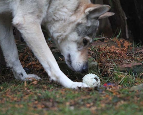 Weißer Wolfhund zeigt bei der Objektsuche einen Gegenstand im Laub an