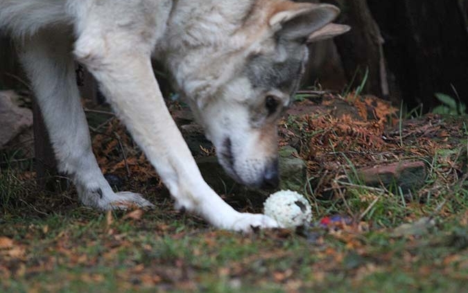 Weißer Wolfhund zeigt bei der Objektsuche einen Gegenstand im Laub an